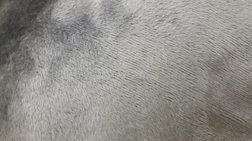 Standing Fleece Fabric With Lycra