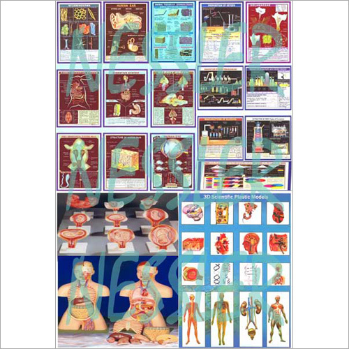 Biology Models & Charts