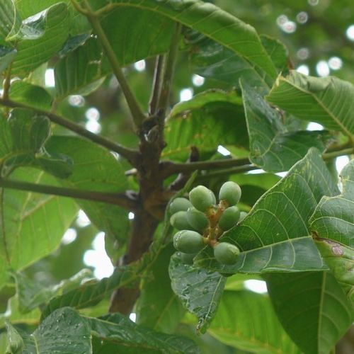 एलेमी एसेंशियल ऑयल प्योरिटी: 100%