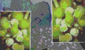 स्यूडोमोनास (स्यूडोमोनास फ्लोरोसेंस)