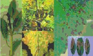 Bio-BLight