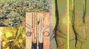 ट्राइकोडर्मा