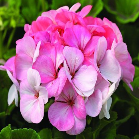 रोज़ गेरियम एसेंशियल ऑयल की शुद्धता: 100%