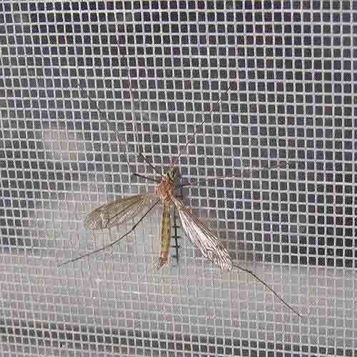 Mosquito Wire Mesh