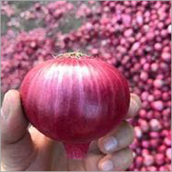 Fresh Red Onion - Whole | Red Color, Typical Taste, Dried Vegetable Type