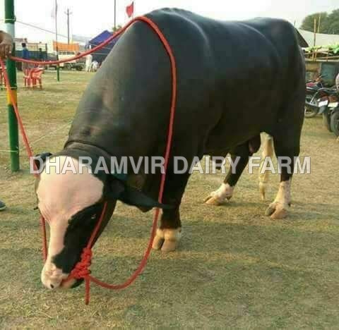 Murrah Bull - Age: 3 Years, Breed: Murrah, Color: Black | Male Suitable for Dairy Farming