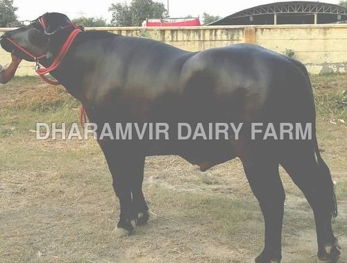 Black Murrah Bull - 3 Years Old, Male , Ideal for Dairy Farm Operations