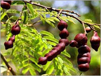 Acacia Concinna Bark Purity(%): 100 %