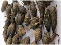 Hemidesmus Indicus Purity(%): 100 %