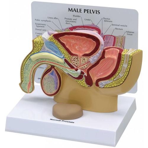 Human Male Prostate Model - PVC & Plastic, 1-15 Inch Dimensions, Multicolor | Lightweight Design for Biology Use