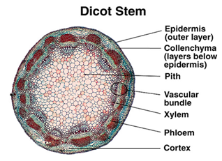 Grey Stem Dicot T.S.