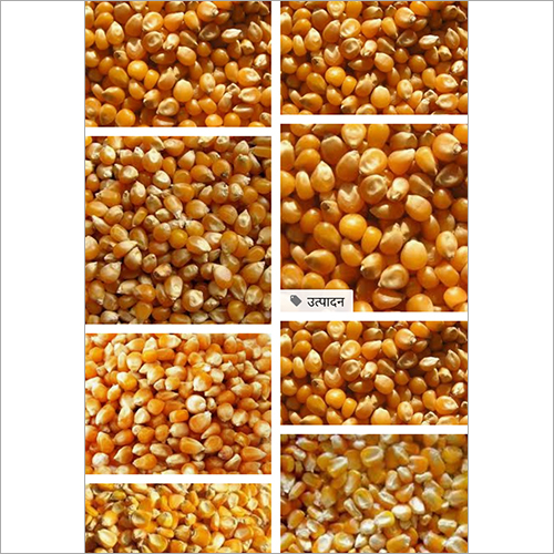 Maize