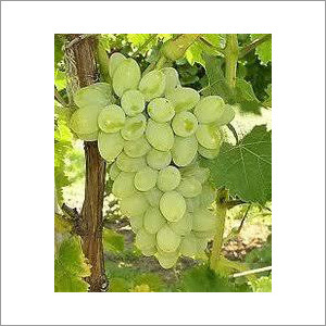 Green Grapes