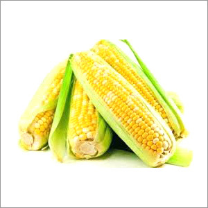 Yellow Maize