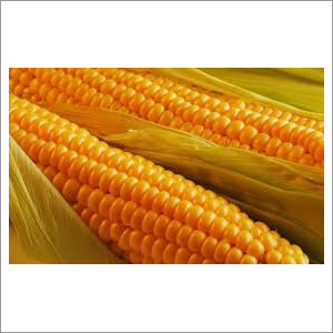 Yellow Maize