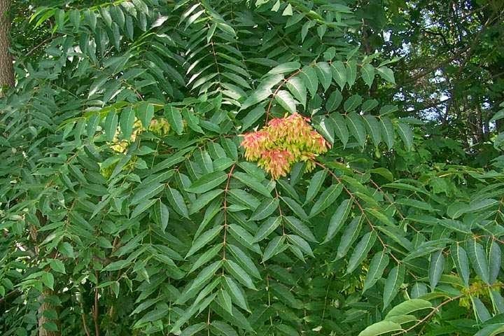 Ailanthus Excellsa Tree Seed - 100 Grams (G) | Moisture Resistant Packaging For Enhanced Freshness & Effectiveness In Garden & Landscapes