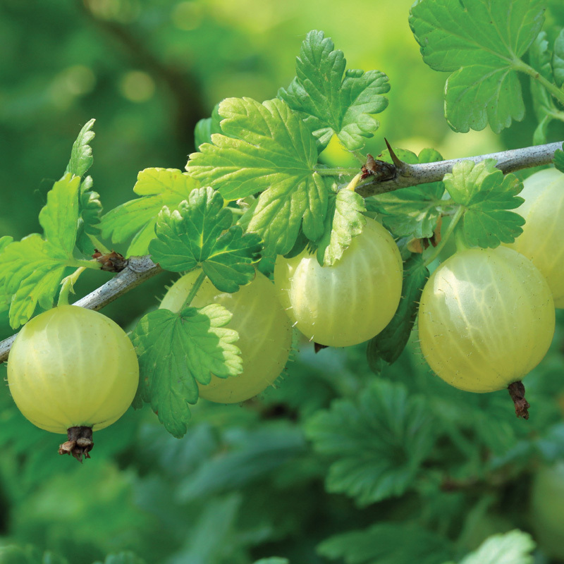 Indian Gooseberry Tree Seed