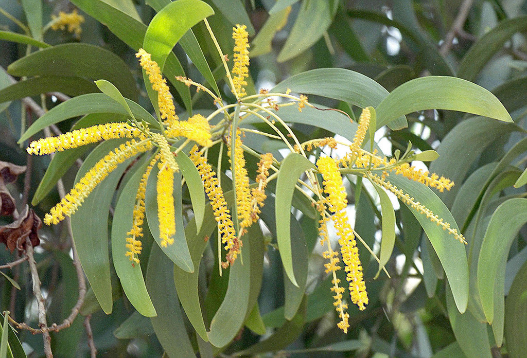 Acacia Auriculigormis Tree Seed