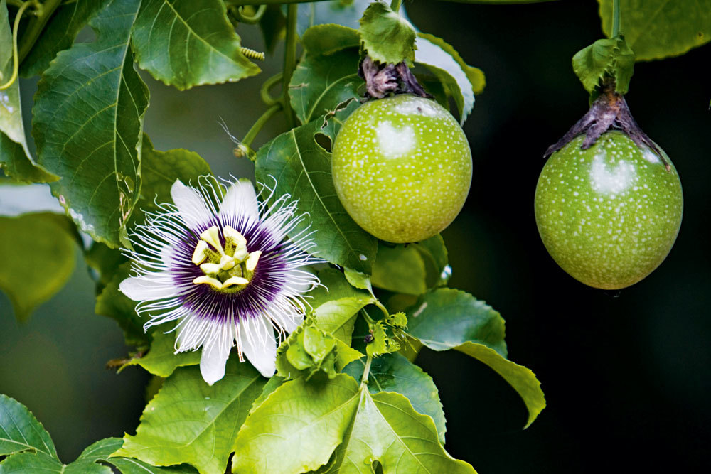 Passion Fruit Tree Seed