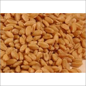 लोकवान गेंहू