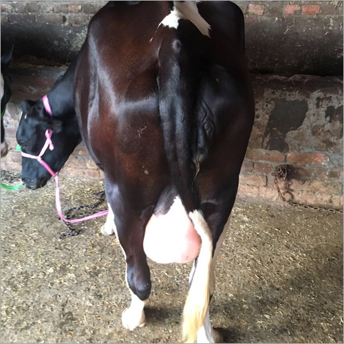 Best Hf Cow Trader India