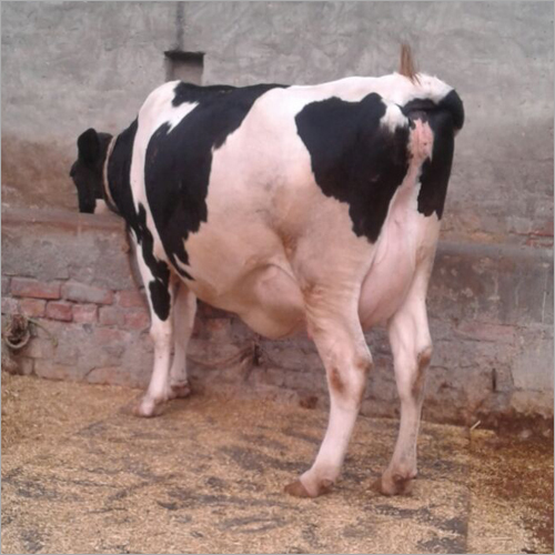 HF Cow Supplier Karnal