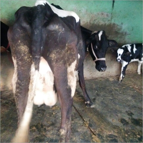 HF Cow Trader Haryana