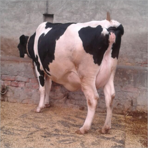HF Cow Trader Karnal