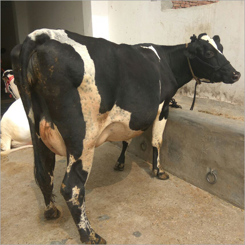 HF Cow Trader Tamil Naidu