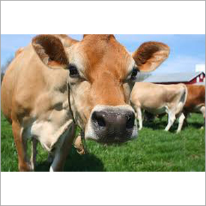 Brown Jersey Cow