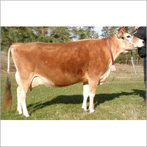 Jersey Cow - Female Breed - Brown and White Color | Ideal for Dairy Production