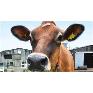 Brown Jersey Cow Supplier Maharashtra