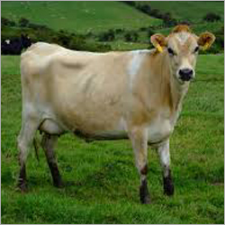 Jersey Cow - Female, White And White Color | Ideal For Dairy Production