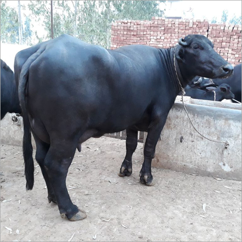 Black Murrah Buffalo Supplier Mp