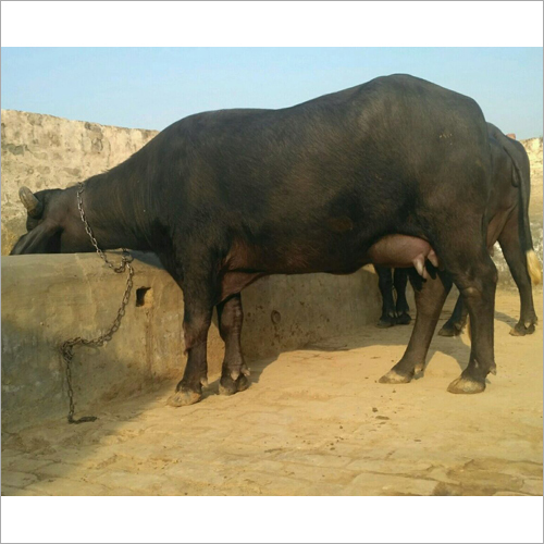 Black Murrah Buffalo Supplier Tamil Naidu