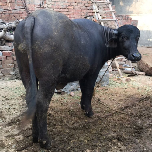 Black Murrah Buffalo Trader Gujarat