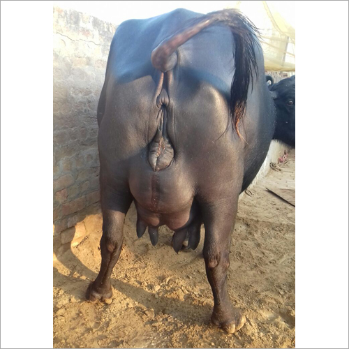 Black Murrah Buffalo Trader Maharashtra