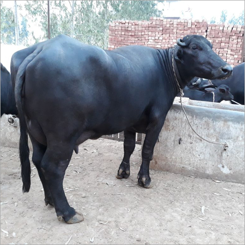 Black Murrah Buffalo Trader Mp