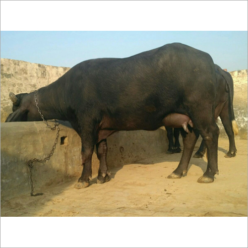 Black Murrah Buffalo Trader Tamil Naidu