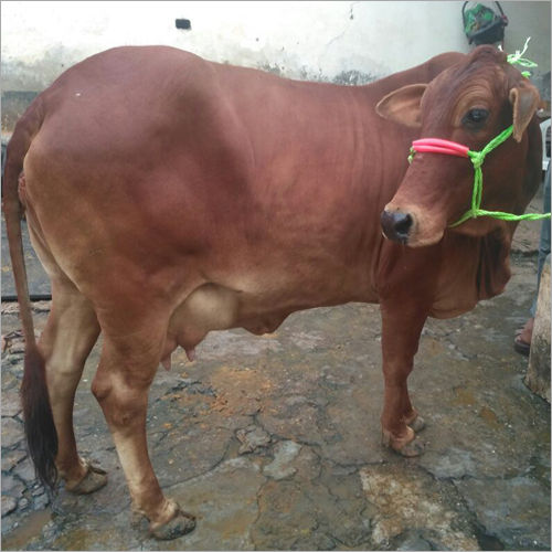 Brown Sahiwal Cow