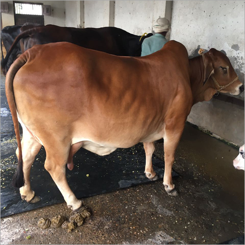 Sahiwal Cow - Female, Brown Color | Premium Dairy Breed for High Milk Yield
