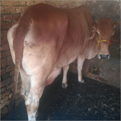 Brown Sahiwal Cow Trader