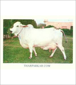 White Tharparkar Cow Supplier India