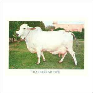 White Tharparkar Cow Trader India