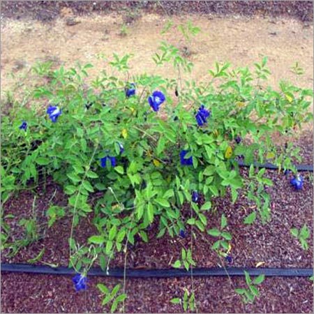 Clitoria