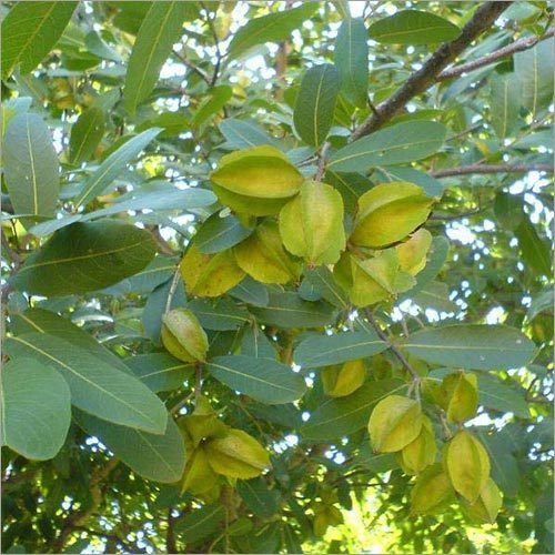 Arjuna Tree
