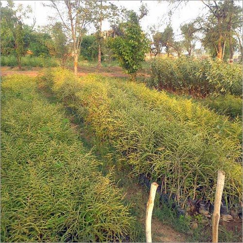 Amla Tree
