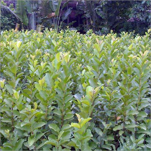 Guava Plant