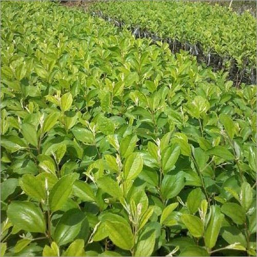Ber Plants