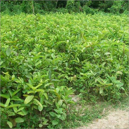 Guava Plant
